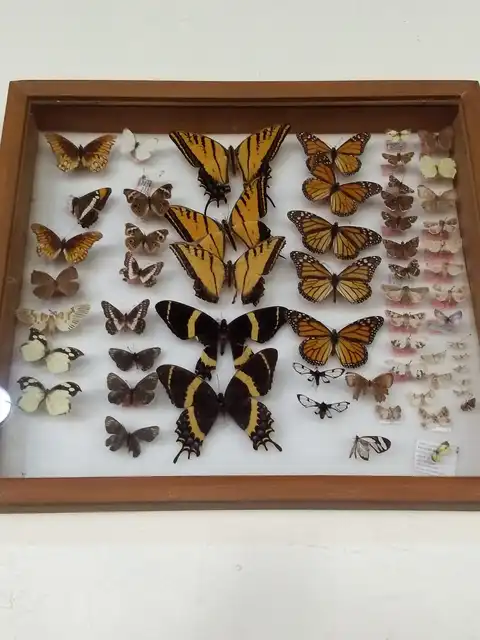 Mariposas 